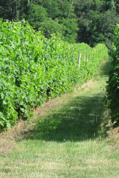Our waterfront property is in the immediate area of of forty vineyards to discovery the wine industry