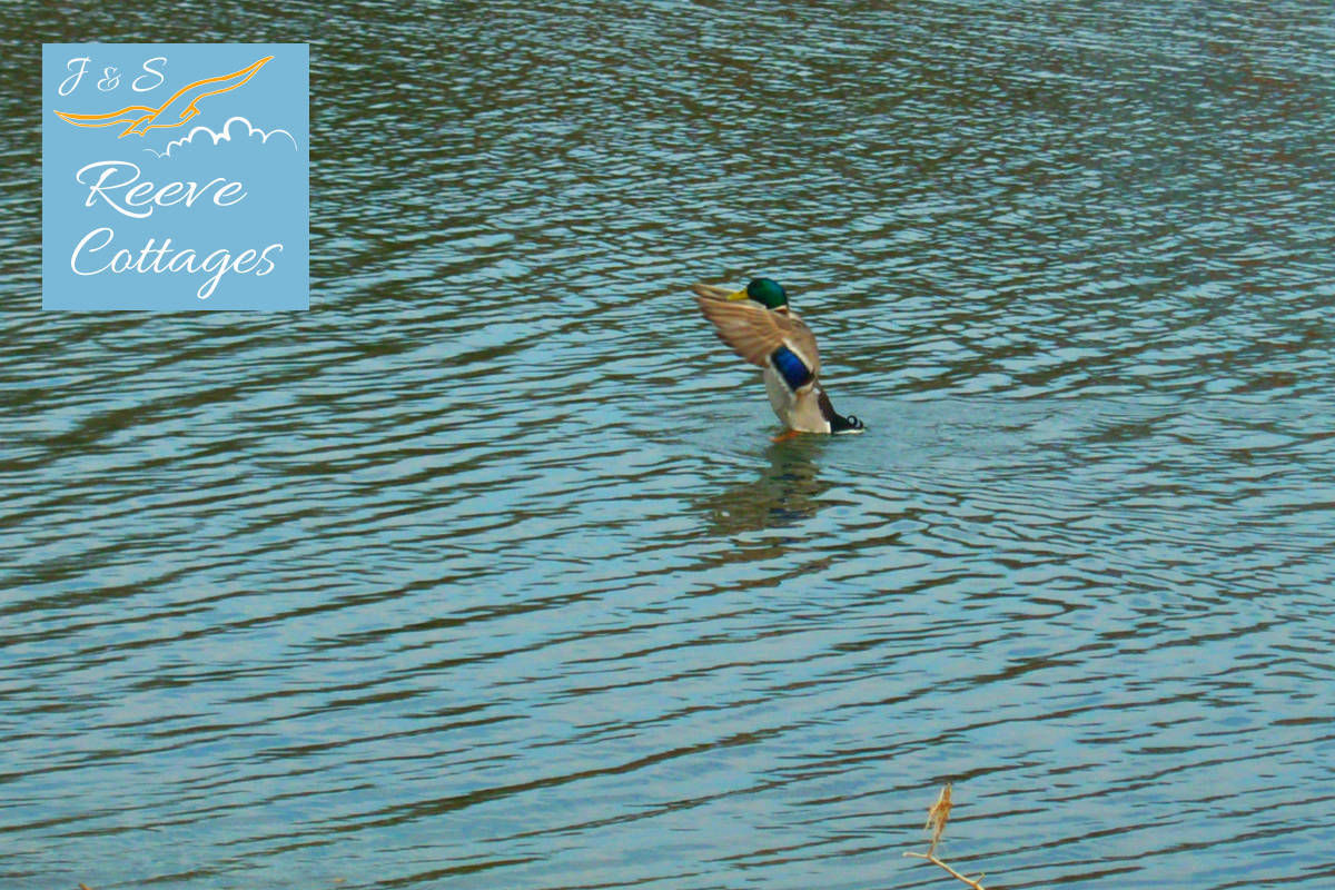 Mallard Duck landing in water by our Waterfront Vacation Rentals by J&S Reeve Cottages